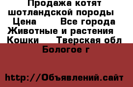 Продажа котят шотландской породы › Цена ­ - - Все города Животные и растения » Кошки   . Тверская обл.,Бологое г.